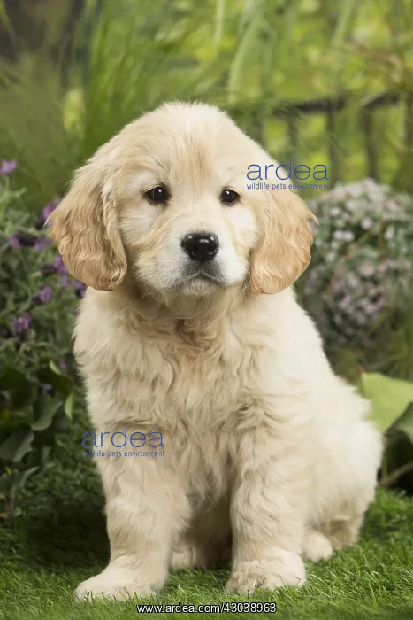  : Golden Retriever Dog puppy