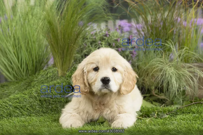  : Golden Retriever Dog puppy