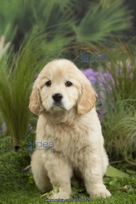  : Golden Retriever Dog puppy