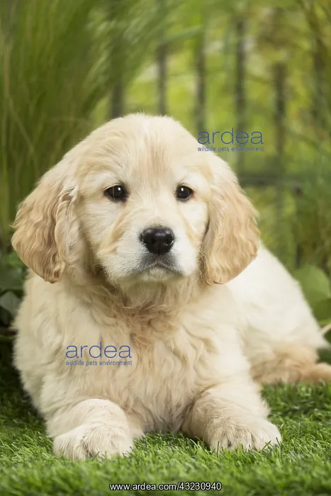  : Golden Retriever Dog puppy