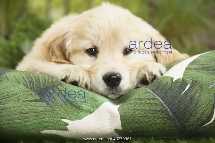  : Golden Retriever Dog puppy