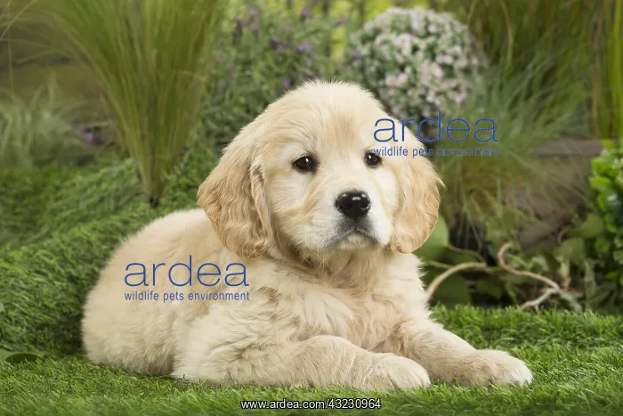  : Golden Retriever Dog puppy