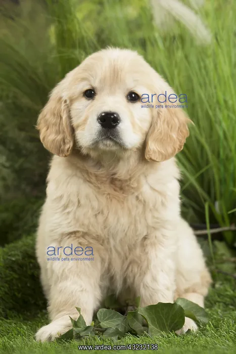  : Golden Retriever Dog puppy