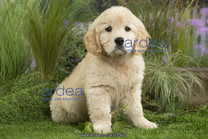  : Golden Retriever Dog puppy