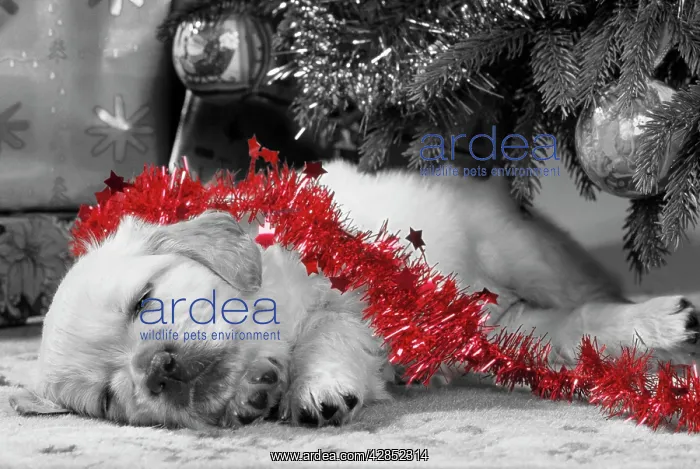 : Golden Retriever Dog - puppy asleep under Chirstmas : Golden Retriever Dog - puppy asleep under Chirstmas