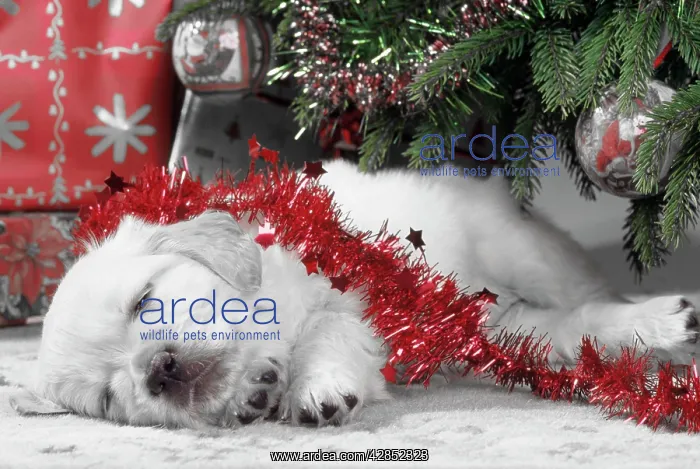 : Golden Retriever Dog - puppy asleep under Chirstmas tree : Golden Retriever Dog - puppy asleep under Chirstmas tree