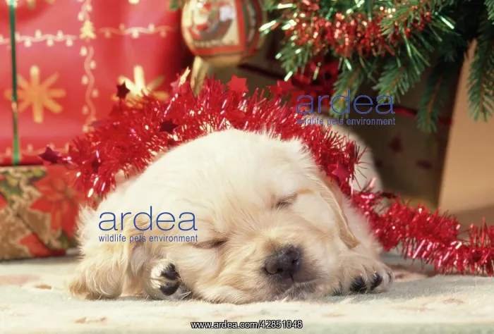 : Golden Retriever Dog - puppy asleep under Christmas tree : Golden Retriever Dog - puppy asleep under Christmas tree