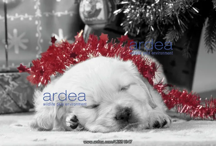 : Golden Retriever Dog - puppy asleep under Christmas tree : Golden Retriever Dog - puppy asleep under Christmas tree