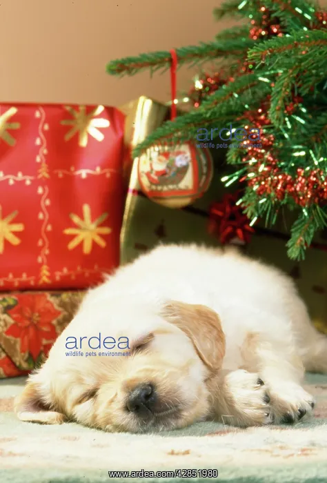 : Golden Retriever Dog - puppy asleep under christmas tree : Golden Retriever Dog - puppy asleep under christmas tree