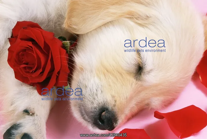 : Golden Retriever Dog - puppy asleep with rose & petals : Golden Retriever Dog - puppy asleep with rose & petals