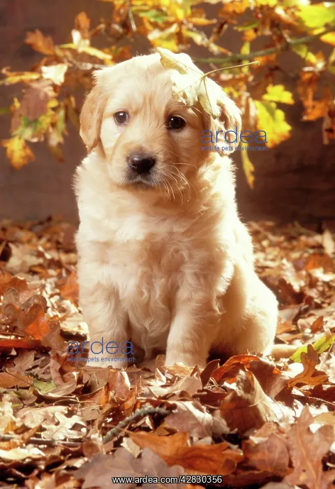 : Golden Retriever Dog - Puppy in autumn leaves : Golden Retriever Dog - Puppy in autumn leaves