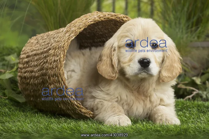  : Golden Retriever Dog puppy in basket