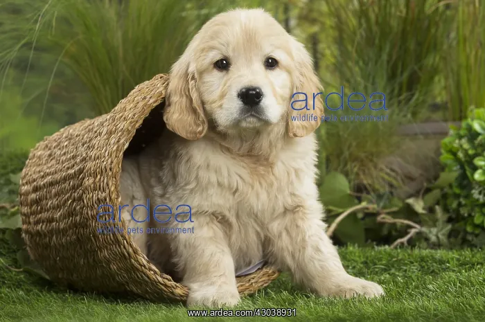  : Golden Retriever Dog puppy in basket