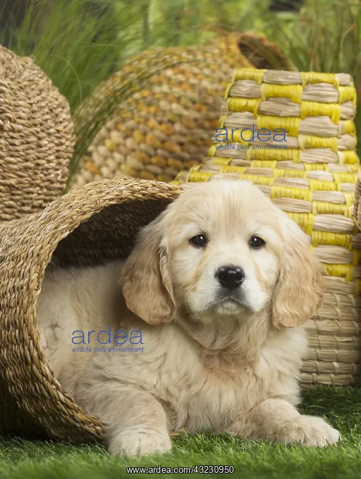  : Golden Retriever Dog puppy in basket