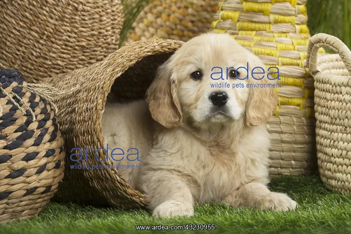  : Golden Retriever Dog puppy in basket