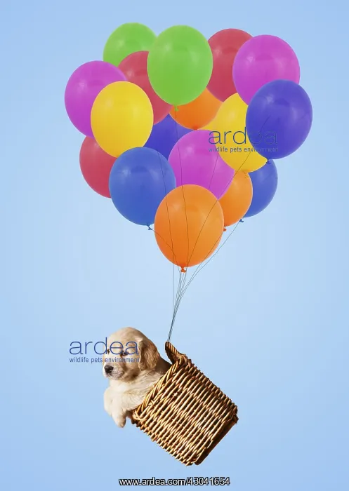: Golden Retriever Dog, puppy in basket attached : Golden Retriever Dog, puppy in basket attached