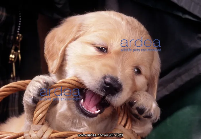 : Golden Retriever Dog - Puppy chewing basket