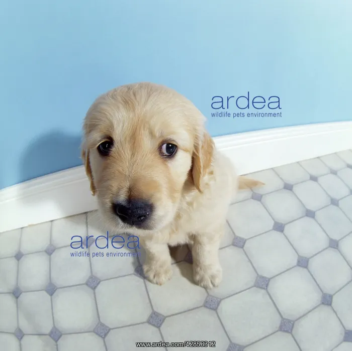 : Golden Retriever Dog - puppy - fish-eye lense : Golden Retriever Dog - puppy - fish-eye lense