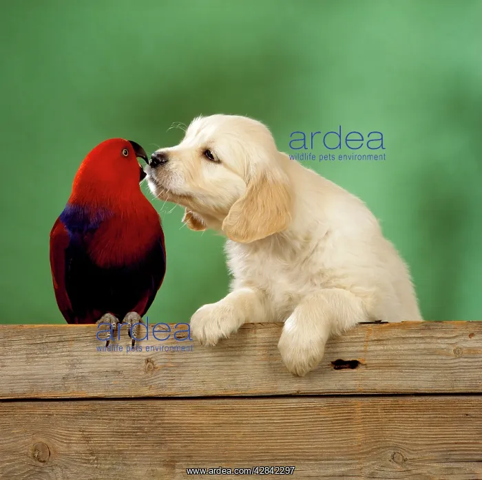 : Golden Retriever Dog - puppy with Grand Eclectus : Golden Retriever Dog - puppy with Grand Eclectus