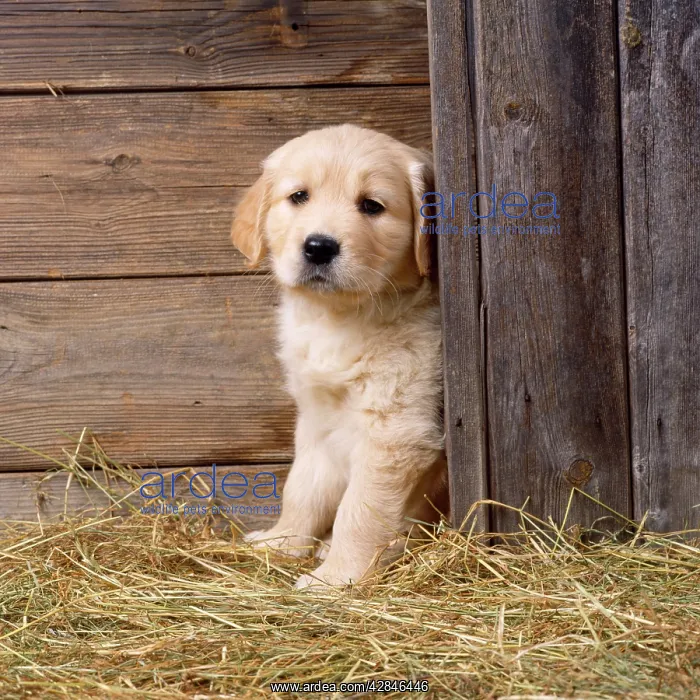 : Golden Retriever Dog - puppy in hay barn : Golden Retriever Dog - puppy in hay barn