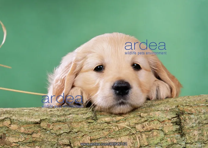  : Golden Retriever Dog - Puppy with head on log