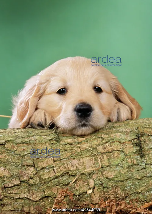  : Golden Retriever Dog - Puppy with head on log