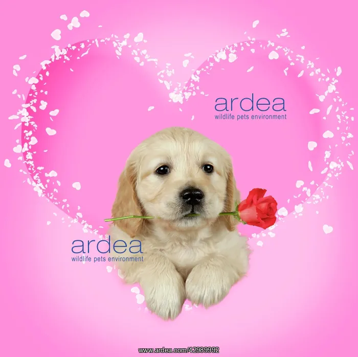 : Golden Retriever Dog, puppy holding single red rose : Golden Retriever Dog, puppy holding single red rose