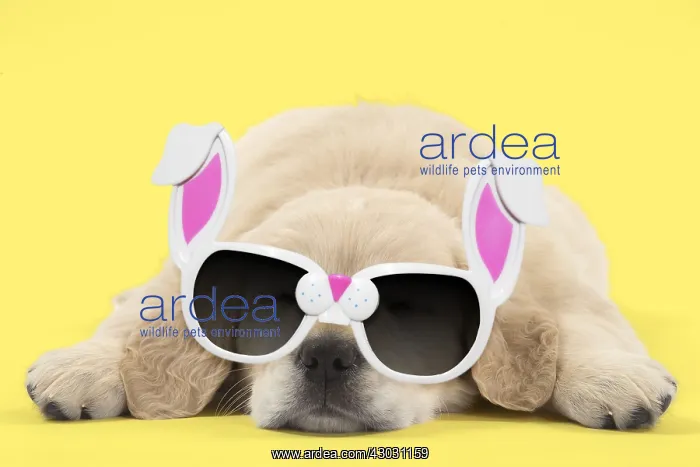 : Golden Retriever Dog, puppy laying down wearing : Golden Retriever Dog, puppy laying down wearing