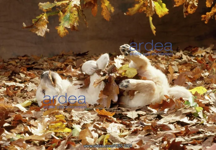 : Golden Retriever Dog - puppy in leaves : Golden Retriever Dog - puppy in leaves