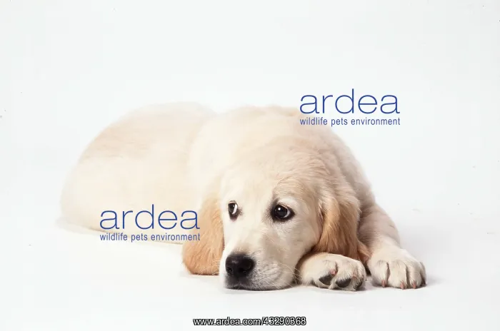 : GOLDEN RETRIEVER DOG - puppy lying with head on paws : GOLDEN RETRIEVER DOG - puppy lying with head on paws
