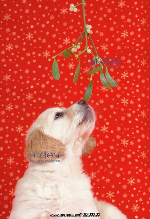 : Golden Retriever Dog - Puppy under Mistletoe : Golden Retriever Dog - Puppy under Mistletoe