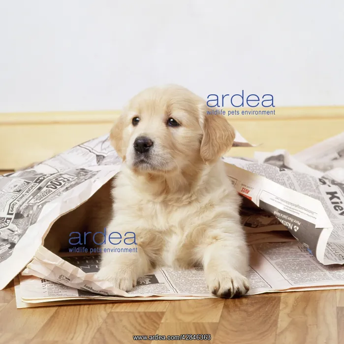 : Golden Retriever Dog - puppy under newspapers : Golden Retriever Dog - puppy under newspapers