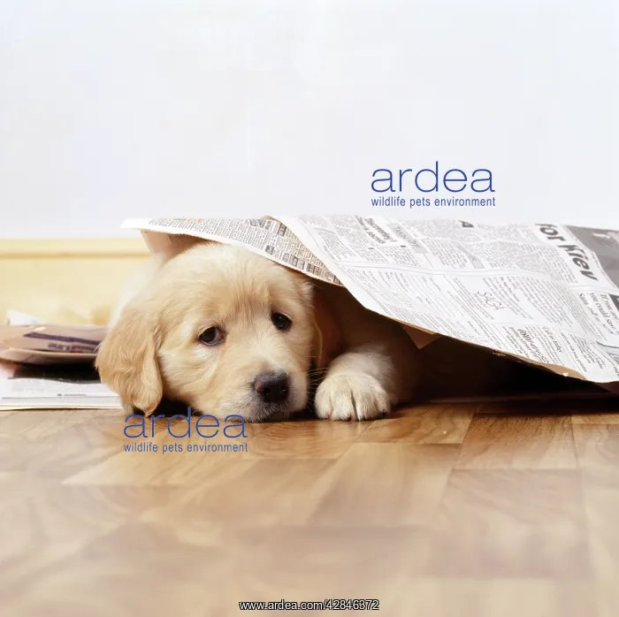 : Golden Retriever Dog - puppy under newspapers : Golden Retriever Dog - puppy under newspapers
