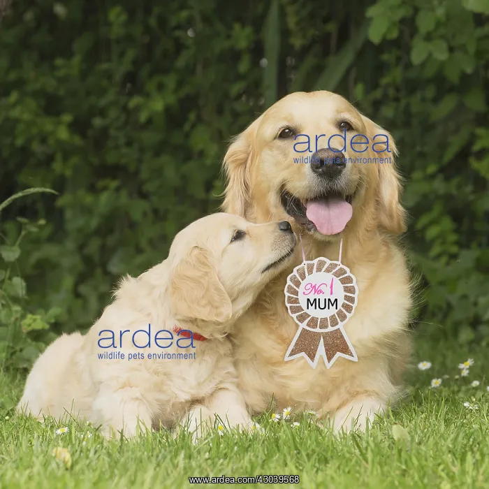 : Golden Retriever dog with puppy with No.1 Mum : Golden Retriever dog with puppy with No.1 Mum
