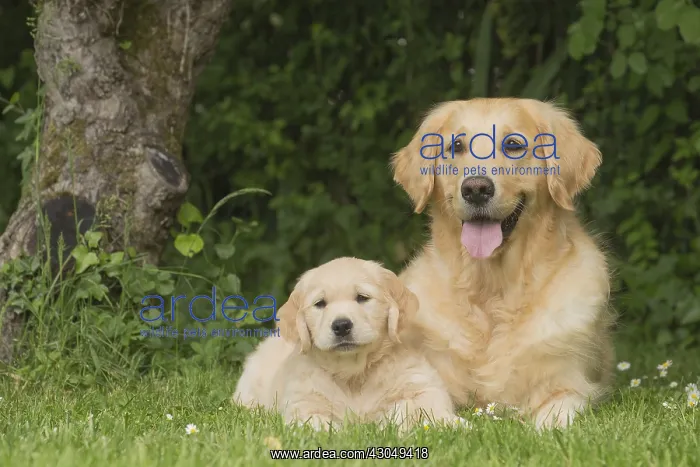  : Golden Retriever dog with puppy outdoors