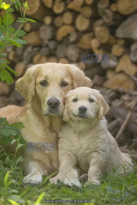  : Golden Retriever dog with puppy outdoors