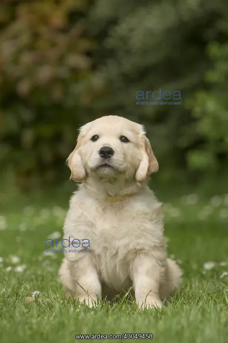  : Golden Retriever dog puppy outdoors