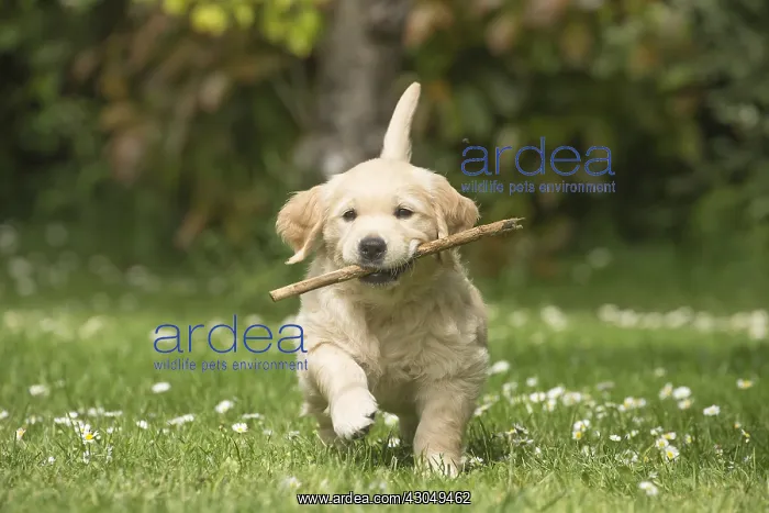  : Golden Retriever dog puppy outdoors