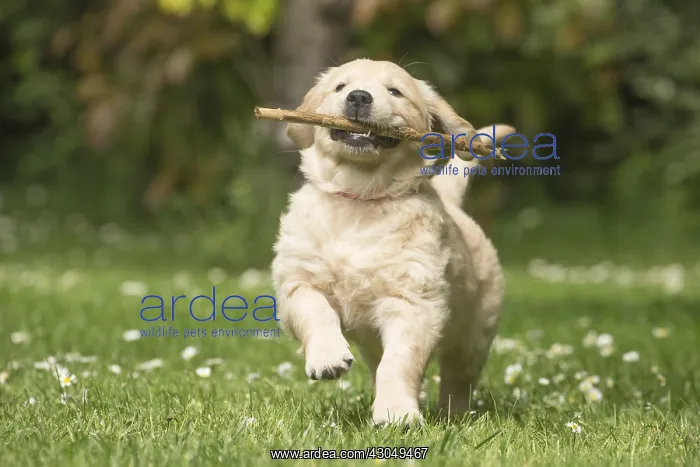  : Golden Retriever dog puppy outdoors