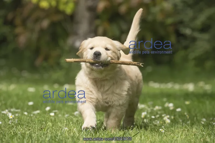  : Golden Retriever dog puppy outdoors