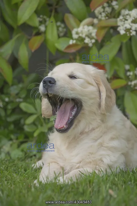  : Golden Retriever dog puppy outdoors