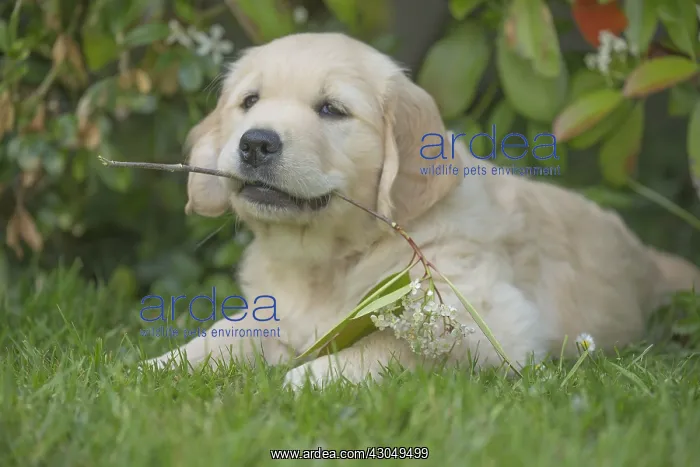 : Golden Retriever dog puppy outdoors