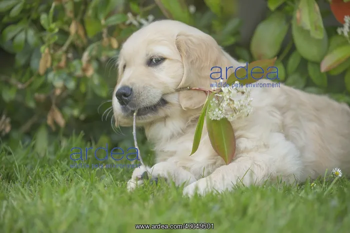  : Golden Retriever dog puppy outdoors