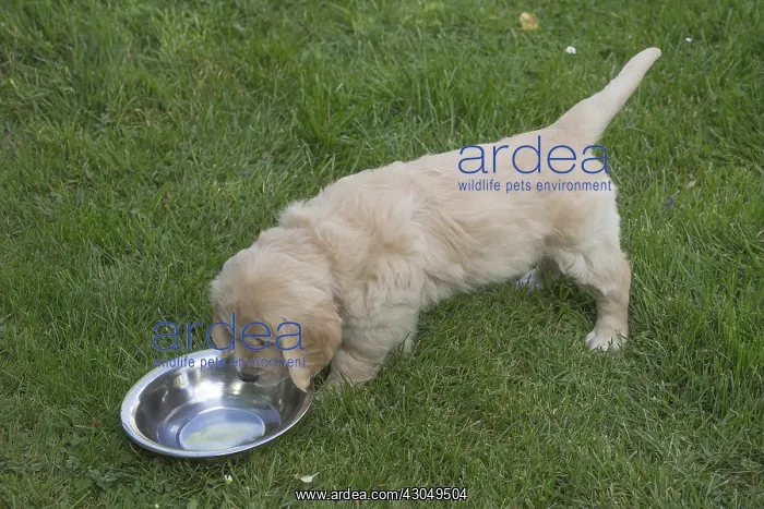  : Golden Retriever dog puppy outdoors