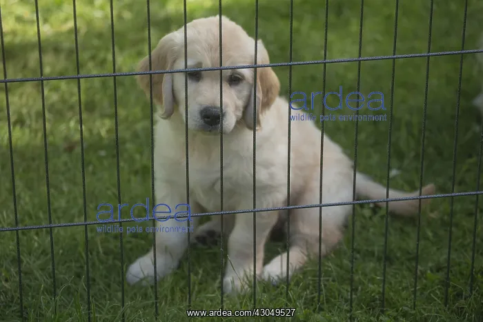  : Golden Retriever dog puppy outdoors