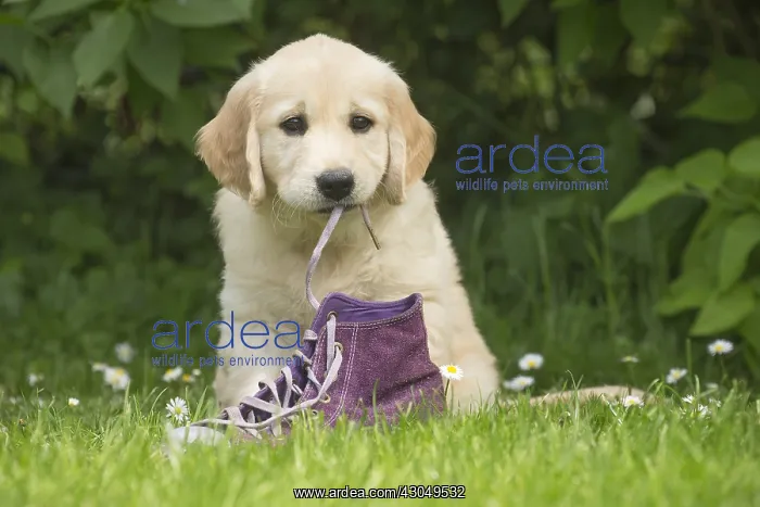  : Golden Retriever dog puppy outdoors