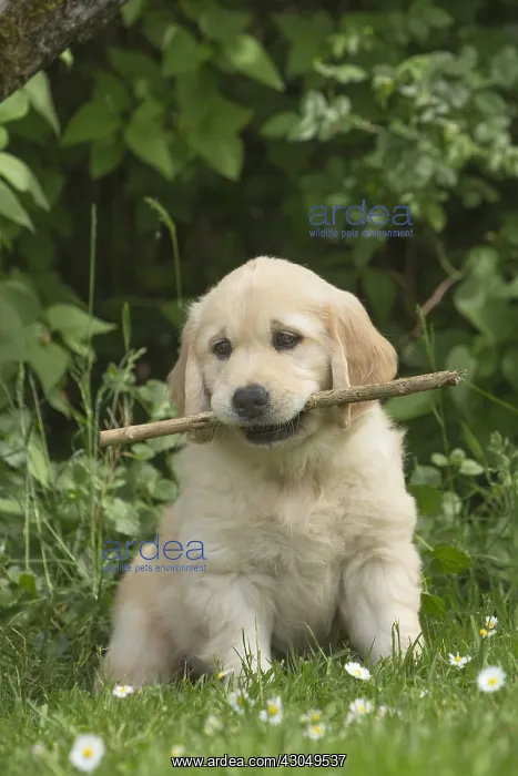  : Golden Retriever dog puppy outdoors