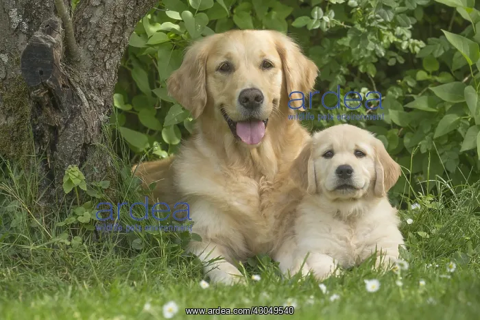  : Golden Retriever dog with puppy outdoors