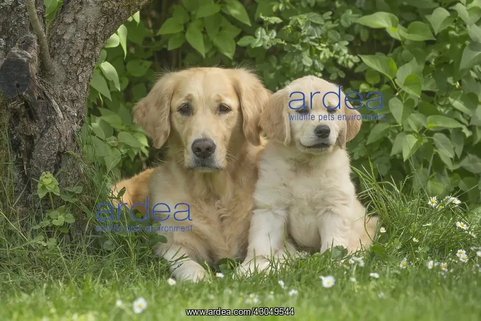  : Golden Retriever dog with puppy outdoors