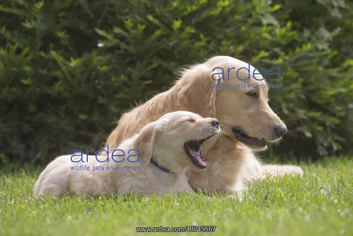  : Golden Retriever dog with puppy outdoors